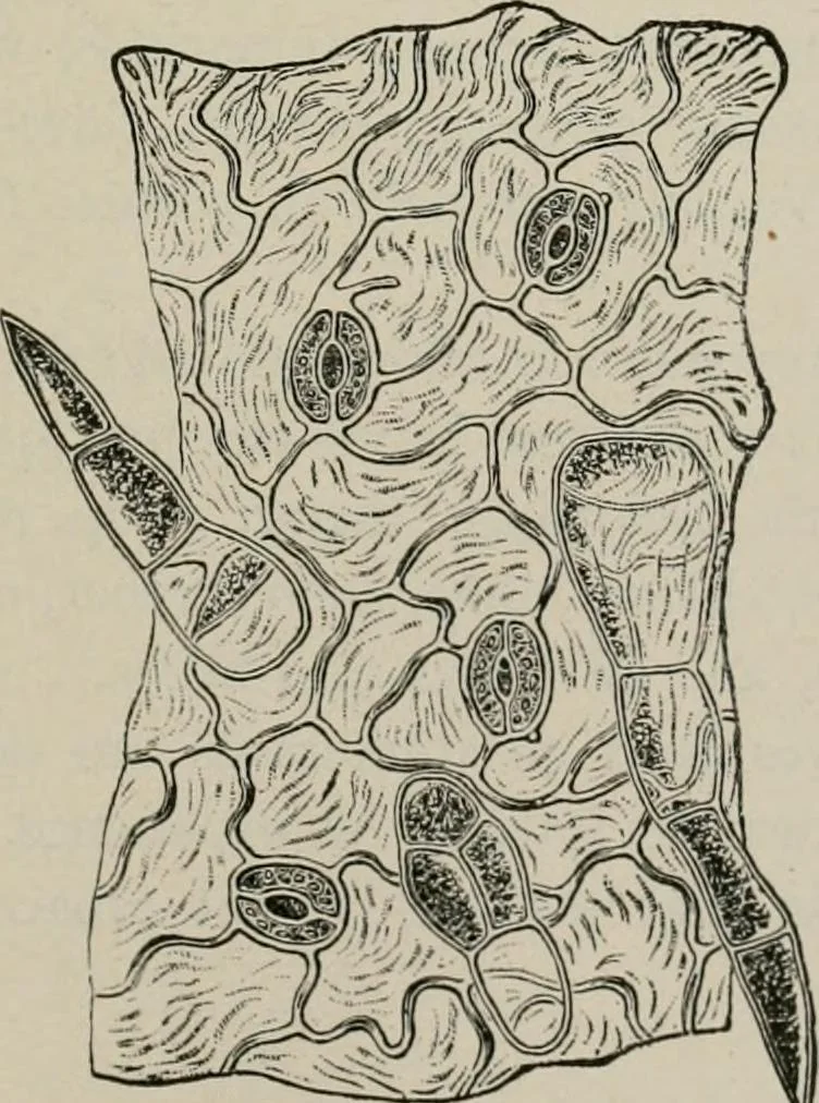 An illustration from The microscopy of vegetable foods, with special reference to the detection of adulteration and the diagnosis of mixtures, 1916, leaf 510