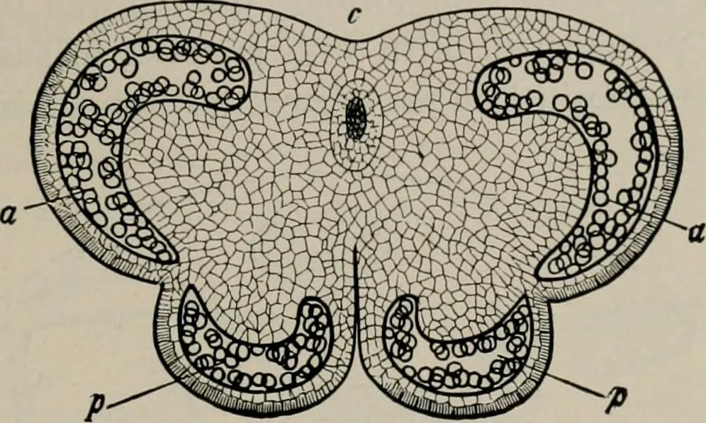 An illustration from The microscopy of vegetable foods, with special reference to the detection of adulteration and the diagnosis of mixtures, 1916, leaf 52