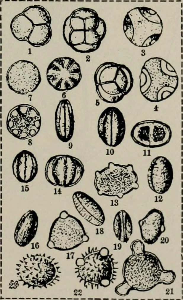 An illustration from The microscopy of vegetable foods, with special reference to the detection of adulteration and the diagnosis of mixtures, 1916, leaf 52
