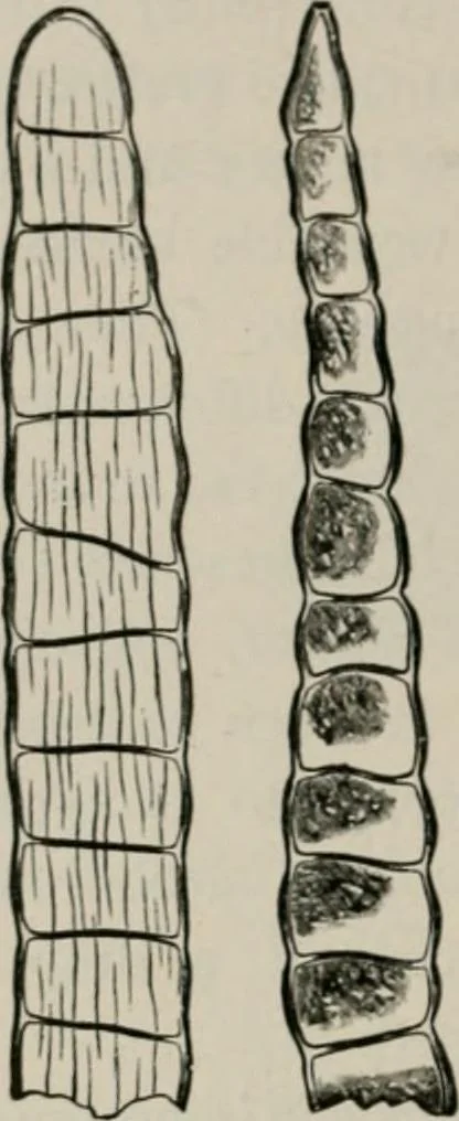 An illustration from The microscopy of vegetable foods, with special reference to the detection of adulteration and the diagnosis of mixtures, 1916, leaf 529
