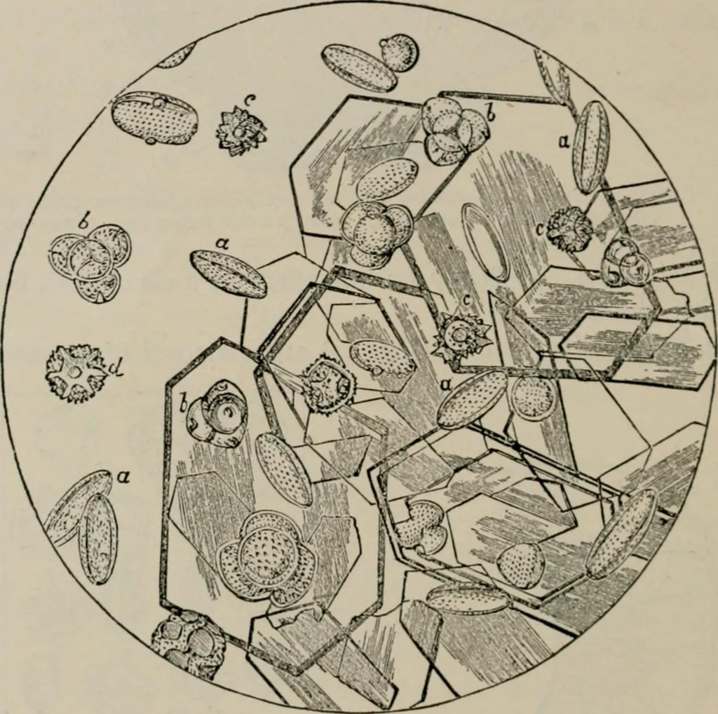 An illustration from The microscopy of vegetable foods, with special reference to the detection of adulteration and the diagnosis of mixtures, 1916, leaf 53