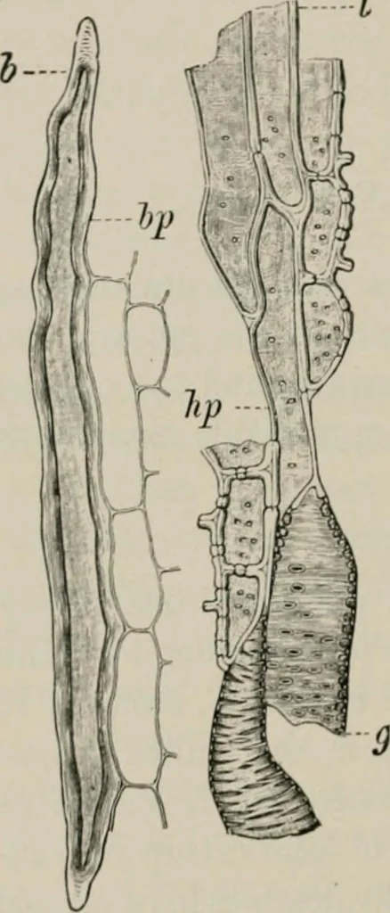 An illustration from The microscopy of vegetable foods, with special reference to the detection of adulteration and the diagnosis of mixtures, 1916, leaf 537