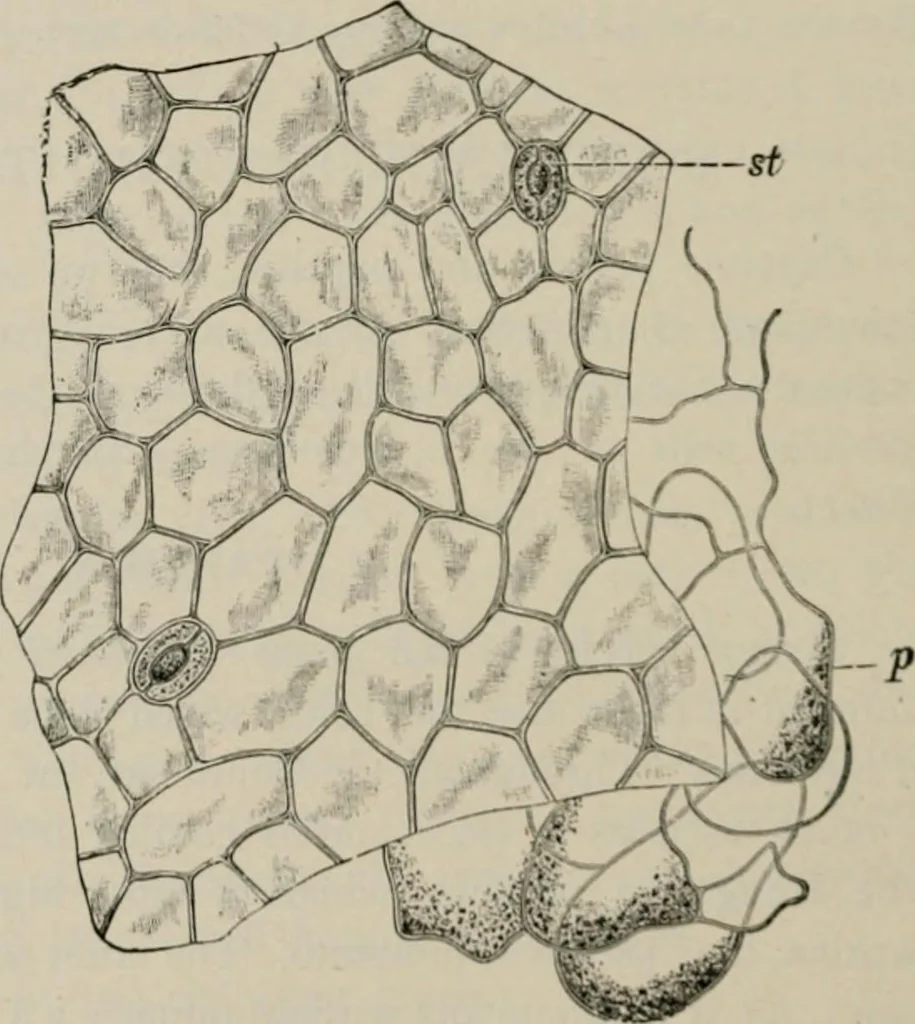 An illustration from The microscopy of vegetable foods, with special reference to the detection of adulteration and the diagnosis of mixtures, 1916, leaf 537