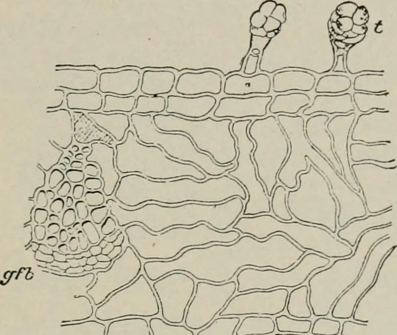 An illustration from The microscopy of vegetable foods, with special reference to the detection of adulteration and the diagnosis of mixtures, 1916, leaf 538