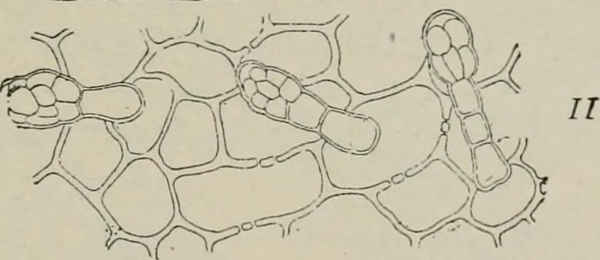 An illustration from The microscopy of vegetable foods, with special reference to the detection of adulteration and the diagnosis of mixtures, 1916, leaf 538