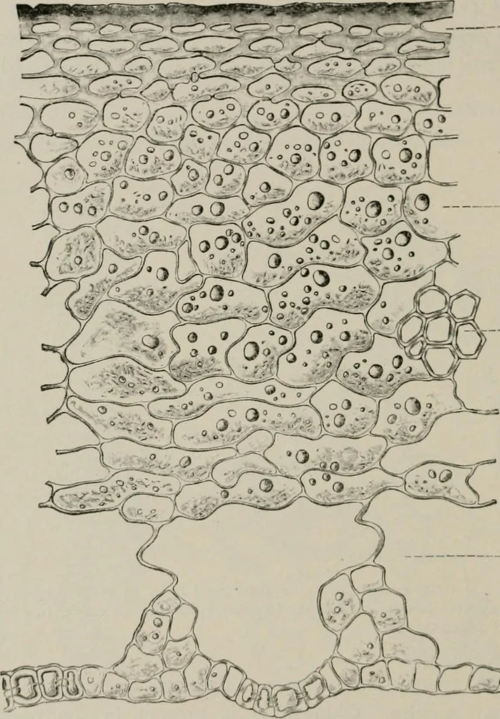 An illustration from The microscopy of vegetable foods, with special reference to the detection of adulteration and the diagnosis of mixtures, 1916, leaf 539