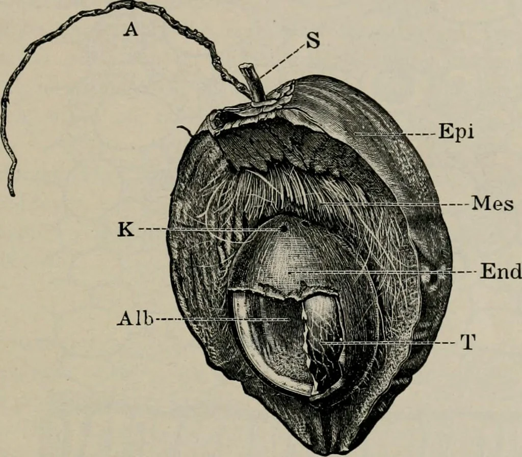 An illustration from The microscopy of vegetable foods, with special reference to the detection of adulteration and the diagnosis of mixtures, 1916, leaf 54
