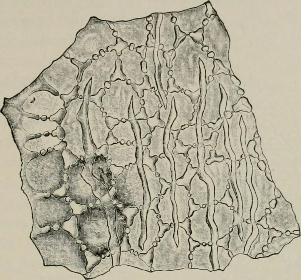 An illustration from The microscopy of vegetable foods, with special reference to the detection of adulteration and the diagnosis of mixtures, 1916, leaf 540