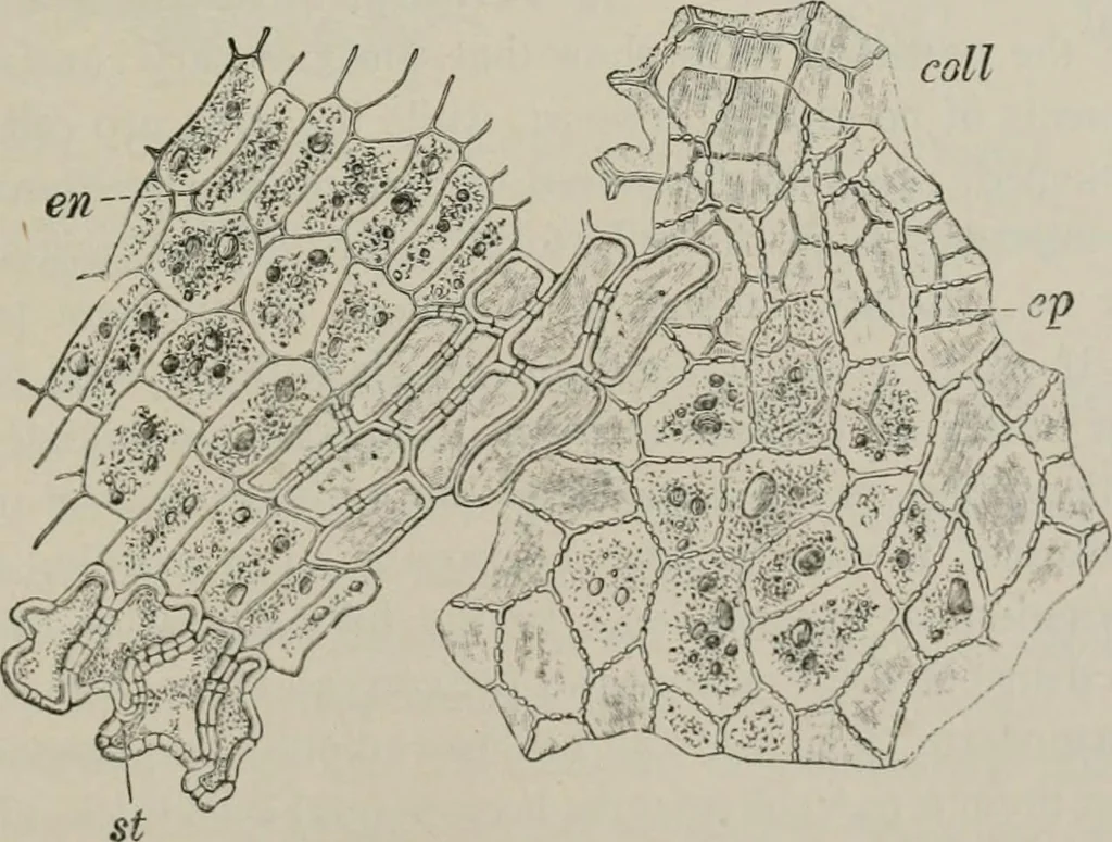 An illustration from The microscopy of vegetable foods, with special reference to the detection of adulteration and the diagnosis of mixtures, 1916, leaf 540