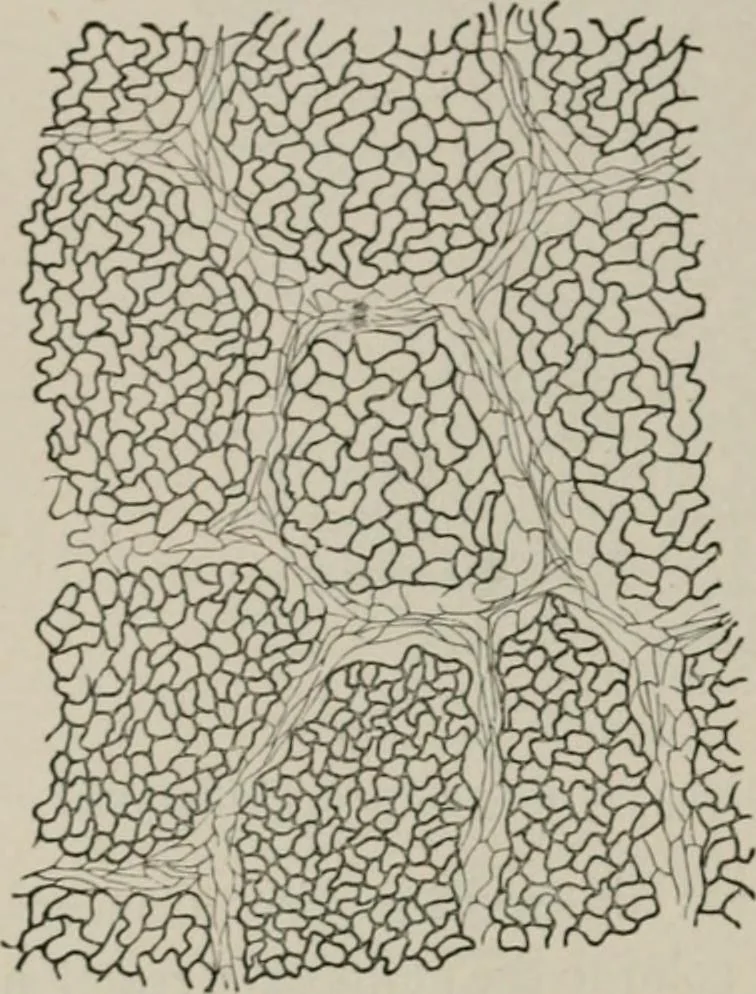 An illustration from The microscopy of vegetable foods, with special reference to the detection of adulteration and the diagnosis of mixtures, 1916, leaf 541