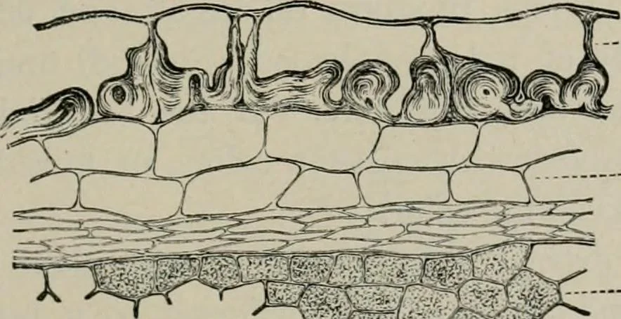 An illustration from The microscopy of vegetable foods, with special reference to the detection of adulteration and the diagnosis of mixtures, 1916, leaf 542