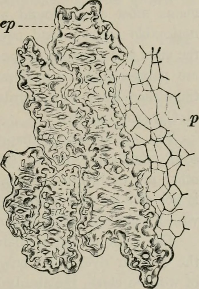 An illustration from The microscopy of vegetable foods, with special reference to the detection of adulteration and the diagnosis of mixtures, 1916, leaf 542