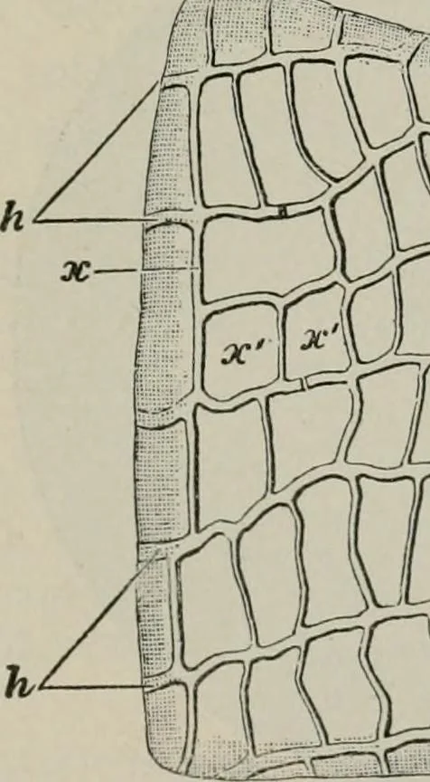 An illustration from The microscopy of vegetable foods, with special reference to the detection of adulteration and the diagnosis of mixtures, 1916, leaf 544