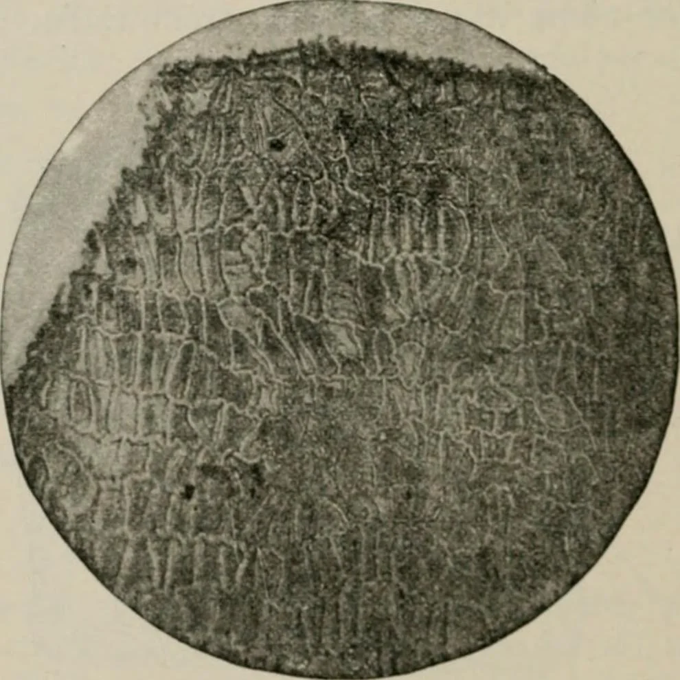 An illustration from The microscopy of vegetable foods, with special reference to the detection of adulteration and the diagnosis of mixtures, 1916, leaf 545