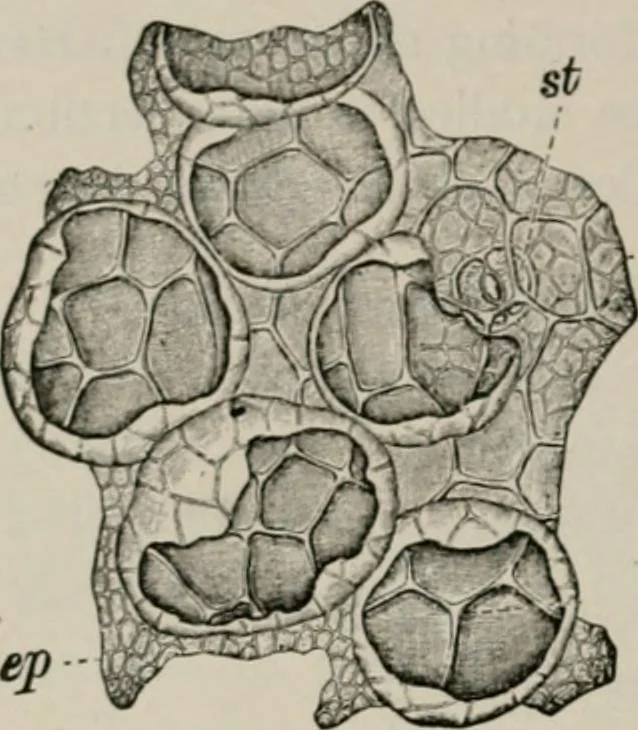 An illustration from The microscopy of vegetable foods, with special reference to the detection of adulteration and the diagnosis of mixtures, 1916, leaf 549