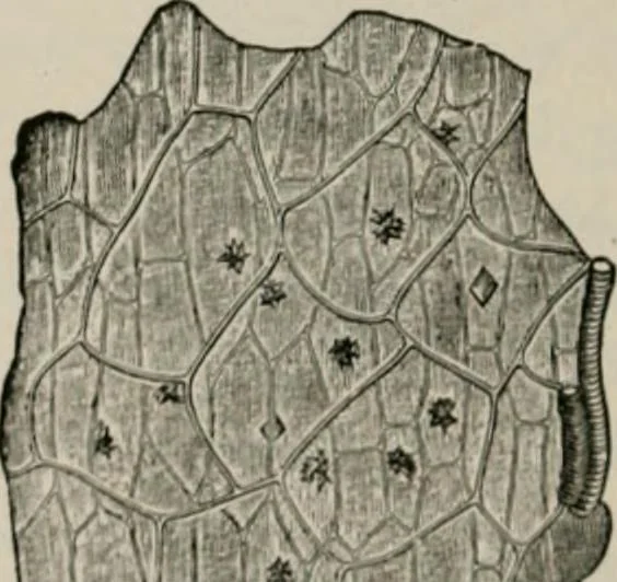 An illustration from The microscopy of vegetable foods, with special reference to the detection of adulteration and the diagnosis of mixtures, 1916, leaf 549