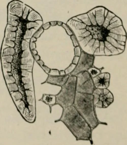 An illustration from The microscopy of vegetable foods, with special reference to the detection of adulteration and the diagnosis of mixtures, 1916, leaf 549