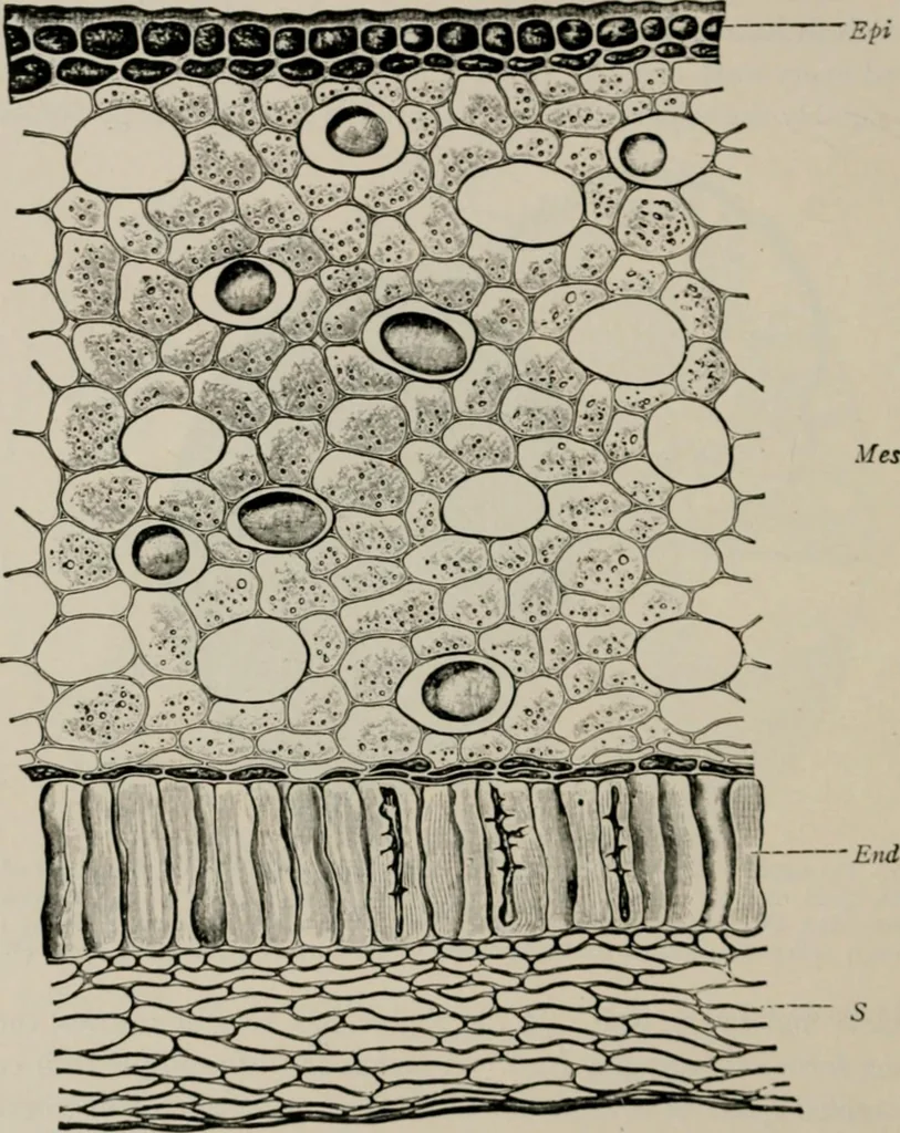 An illustration from The microscopy of vegetable foods, with special reference to the detection of adulteration and the diagnosis of mixtures, 1916, leaf 55