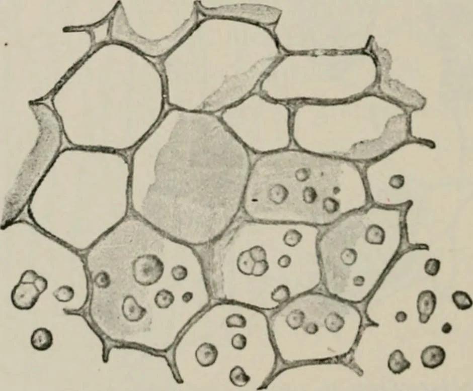 An illustration from The microscopy of vegetable foods, with special reference to the detection of adulteration and the diagnosis of mixtures, 1916, leaf 551