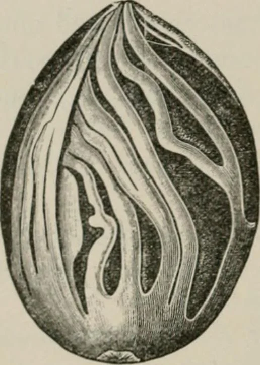 An illustration from The microscopy of vegetable foods, with special reference to the detection of adulteration and the diagnosis of mixtures, 1916, leaf 553