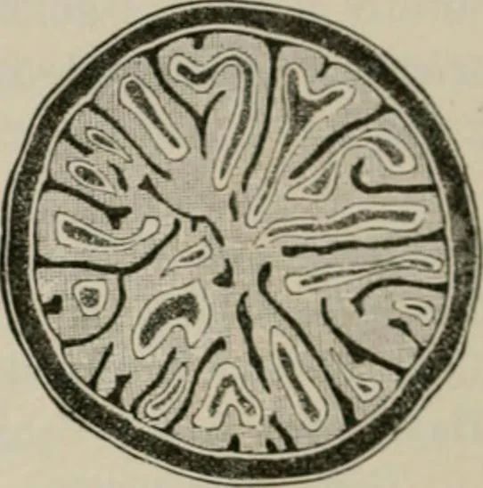 An illustration from The microscopy of vegetable foods, with special reference to the detection of adulteration and the diagnosis of mixtures, 1916, leaf 553