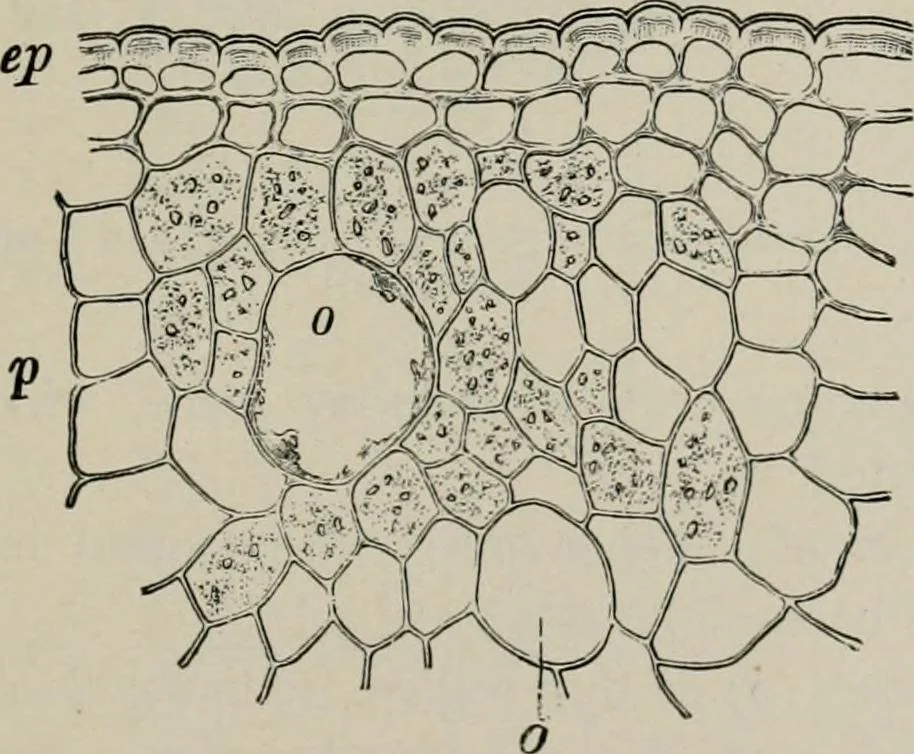 An illustration from The microscopy of vegetable foods, with special reference to the detection of adulteration and the diagnosis of mixtures, 1916, leaf 554