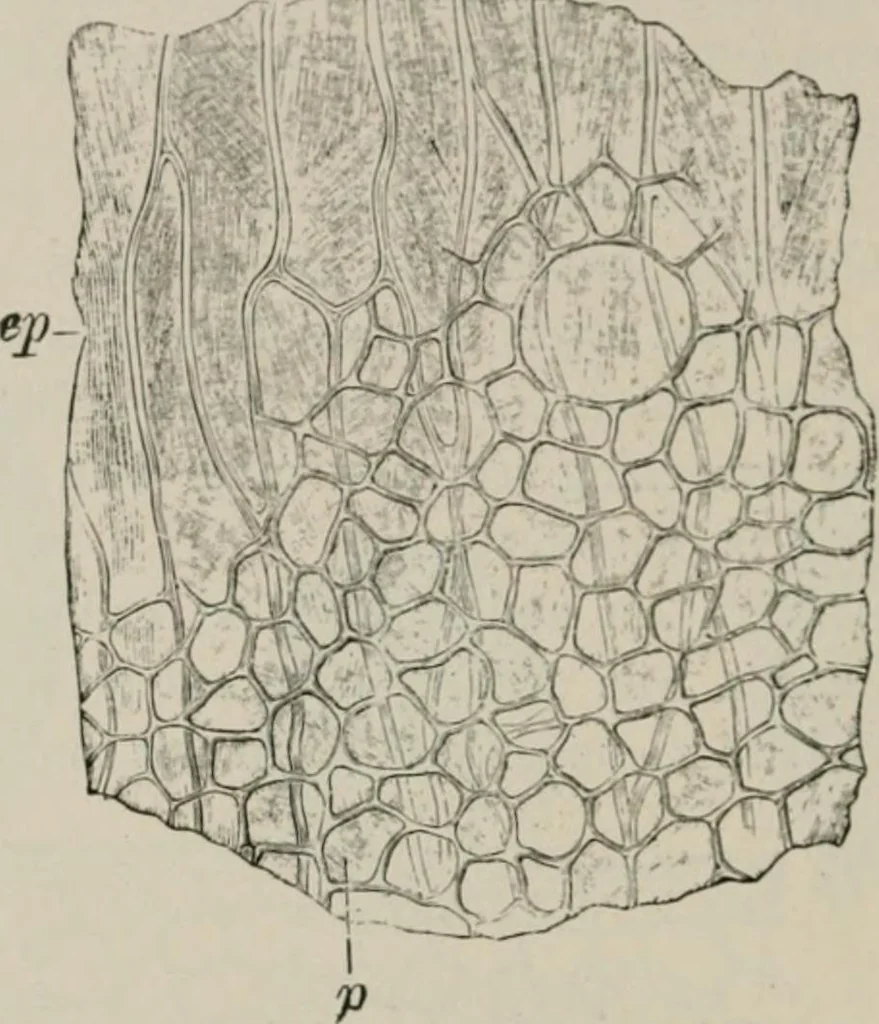 An illustration from The microscopy of vegetable foods, with special reference to the detection of adulteration and the diagnosis of mixtures, 1916, leaf 555