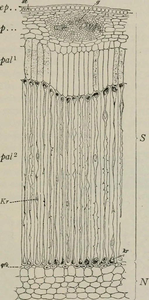 An illustration from The microscopy of vegetable foods, with special reference to the detection of adulteration and the diagnosis of mixtures, 1916, leaf 556