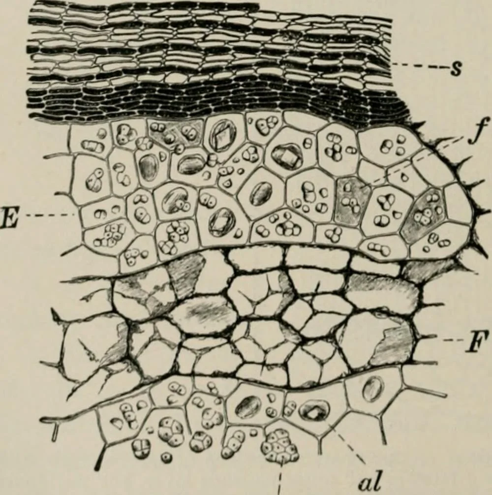 An illustration from The microscopy of vegetable foods, with special reference to the detection of adulteration and the diagnosis of mixtures, 1916, leaf 557