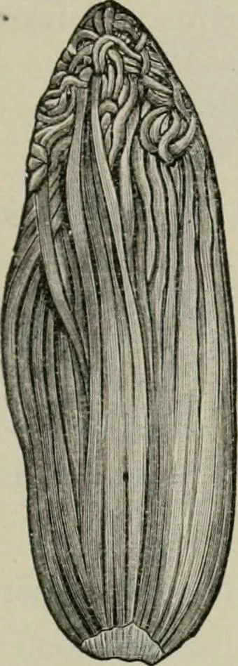 An illustration from The microscopy of vegetable foods, with special reference to the detection of adulteration and the diagnosis of mixtures, 1916, leaf 562