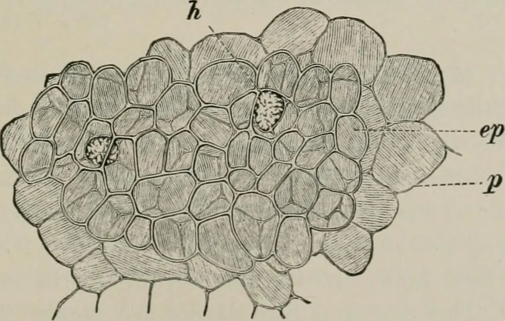 An illustration from The microscopy of vegetable foods, with special reference to the detection of adulteration and the diagnosis of mixtures, 1916, leaf 564