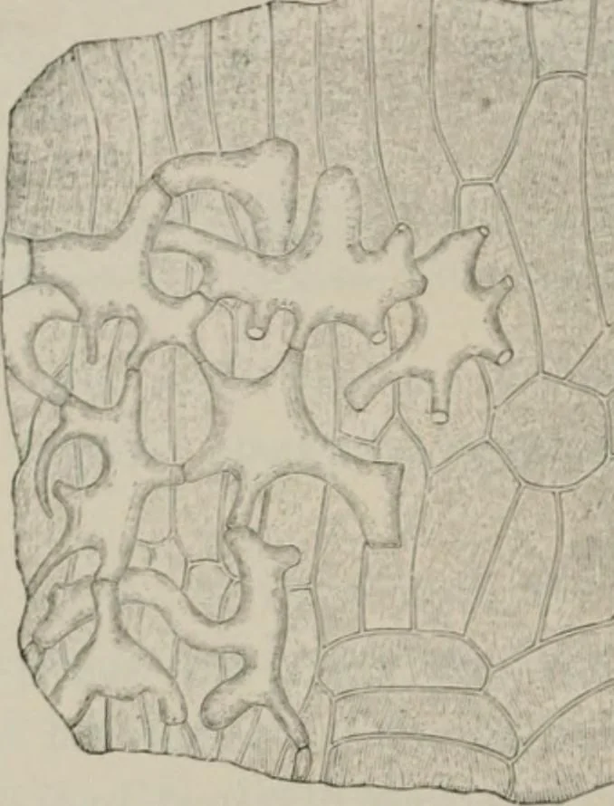 An illustration from The microscopy of vegetable foods, with special reference to the detection of adulteration and the diagnosis of mixtures, 1916, leaf 565
