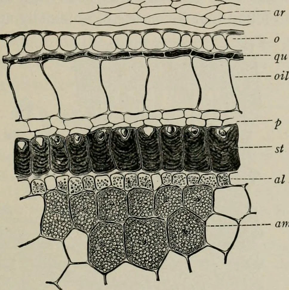 An illustration from The microscopy of vegetable foods, with special reference to the detection of adulteration and the diagnosis of mixtures, 1916, leaf 566
