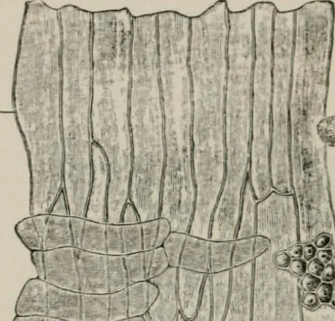 An illustration from The microscopy of vegetable foods, with special reference to the detection of adulteration and the diagnosis of mixtures, 1916, leaf 567
