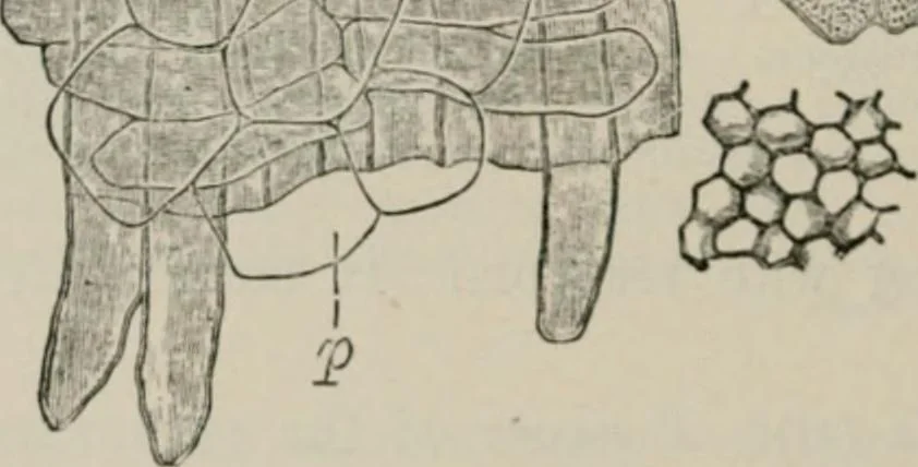An illustration from The microscopy of vegetable foods, with special reference to the detection of adulteration and the diagnosis of mixtures, 1916, leaf 567