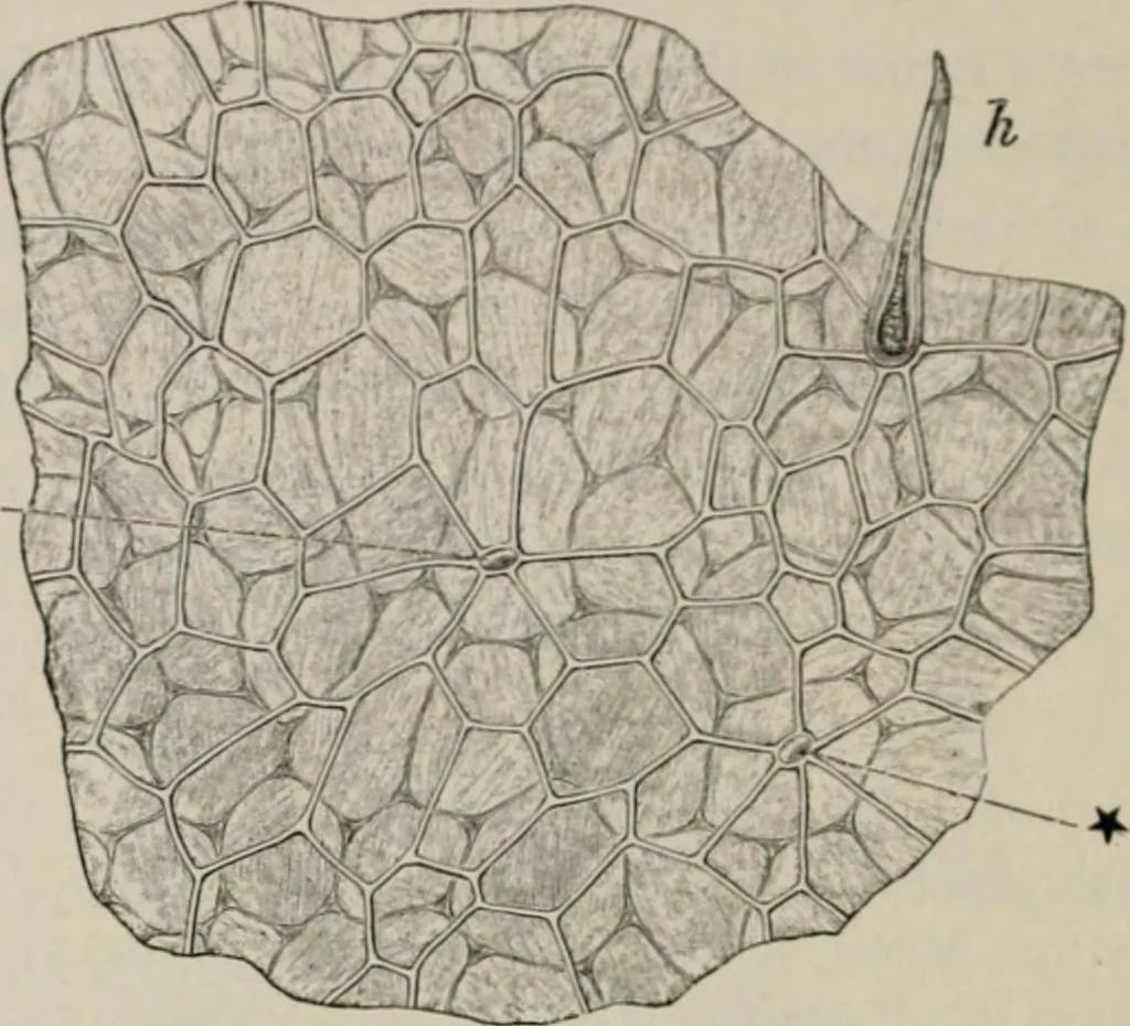 An illustration from The microscopy of vegetable foods, with special reference to the detection of adulteration and the diagnosis of mixtures, 1916, leaf 569
