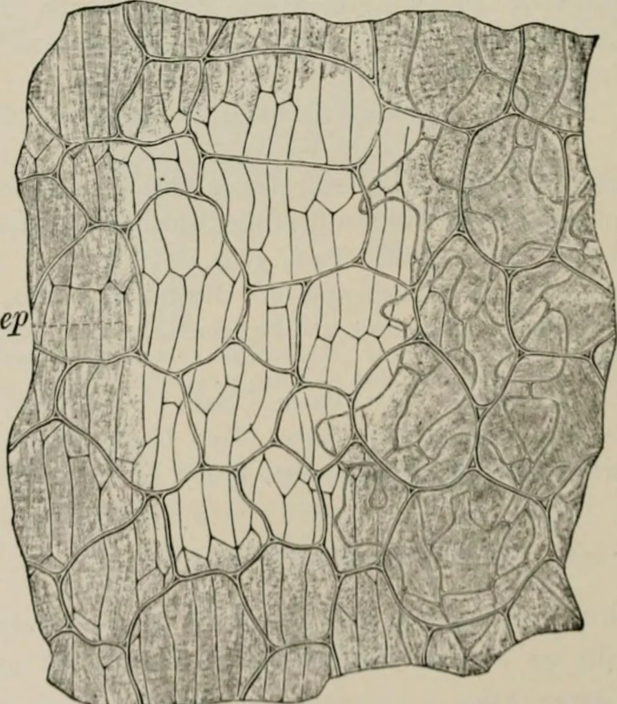 An illustration from The microscopy of vegetable foods, with special reference to the detection of adulteration and the diagnosis of mixtures, 1916, leaf 569