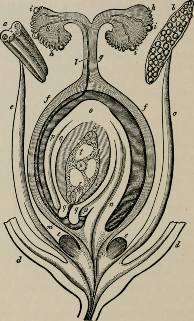 An illustration from The microscopy of vegetable foods, with special reference to the detection of adulteration and the diagnosis of mixtures, 1916, leaf 57