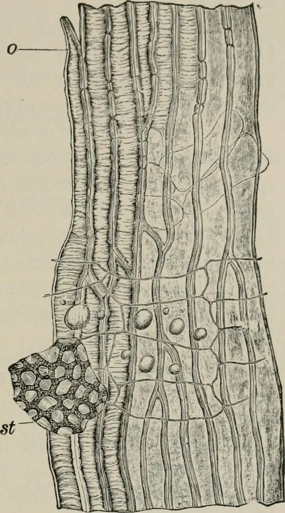 An illustration from The microscopy of vegetable foods, with special reference to the detection of adulteration and the diagnosis of mixtures, 1916, leaf 570