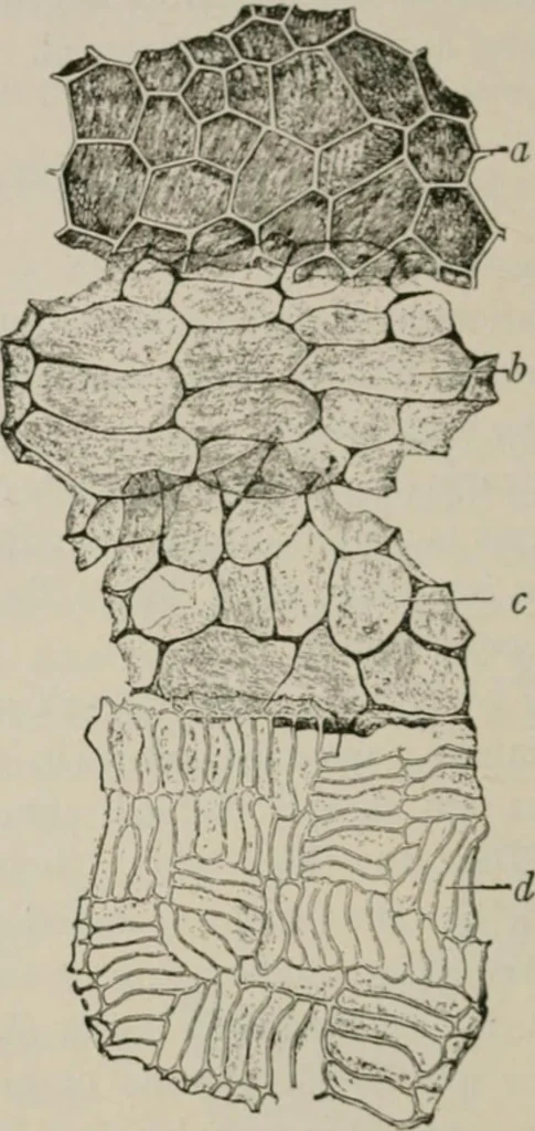 An illustration from The microscopy of vegetable foods, with special reference to the detection of adulteration and the diagnosis of mixtures, 1916, leaf 575