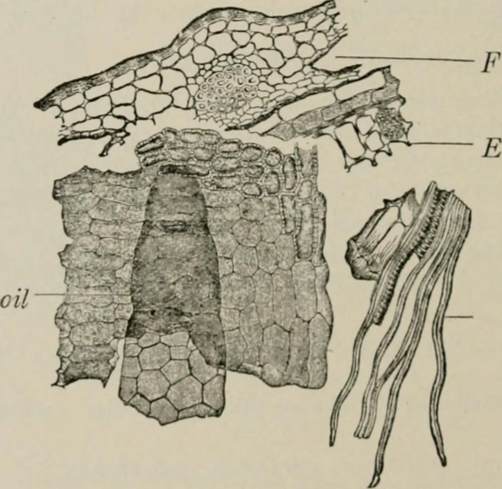 An illustration from The microscopy of vegetable foods, with special reference to the detection of adulteration and the diagnosis of mixtures, 1916, leaf 577