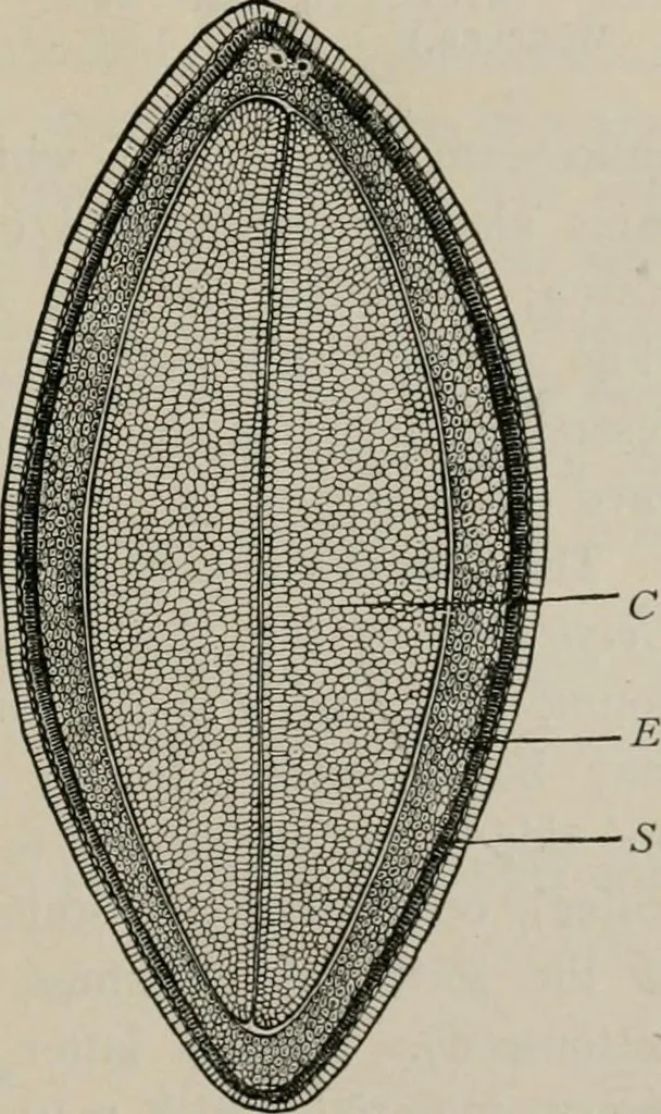 An illustration from The microscopy of vegetable foods, with special reference to the detection of adulteration and the diagnosis of mixtures, 1916, leaf 58