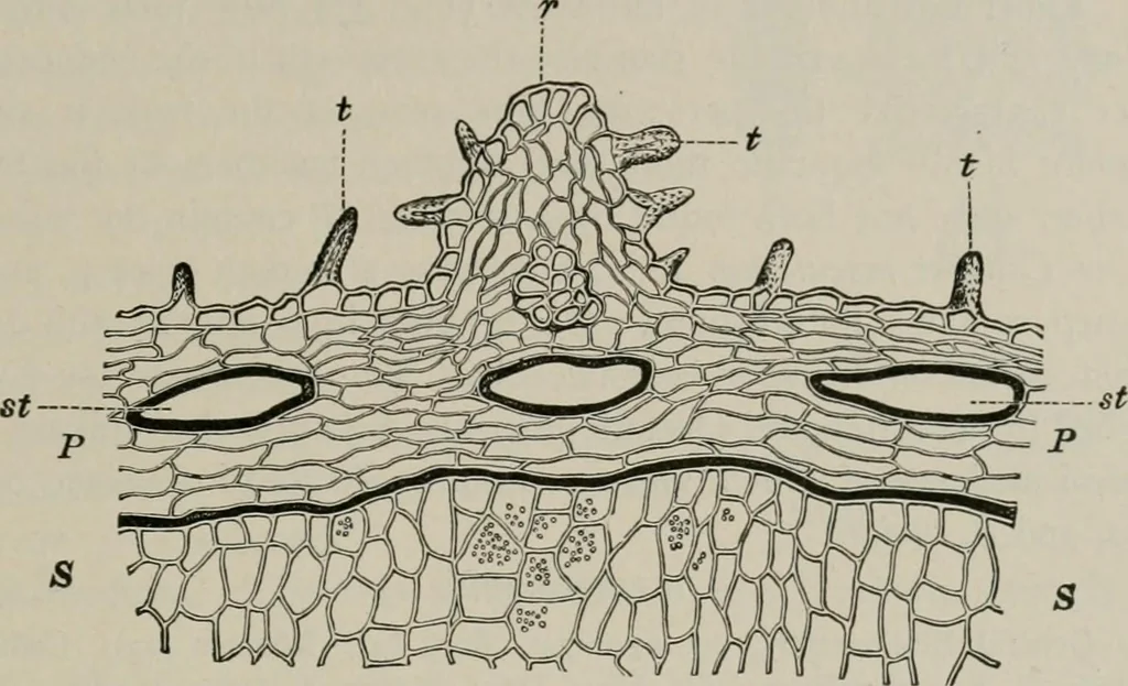 An illustration from The microscopy of vegetable foods, with special reference to the detection of adulteration and the diagnosis of mixtures, 1916, leaf 580