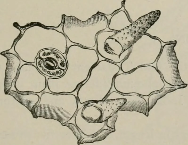 An illustration from The microscopy of vegetable foods, with special reference to the detection of adulteration and the diagnosis of mixtures, 1916, leaf 580