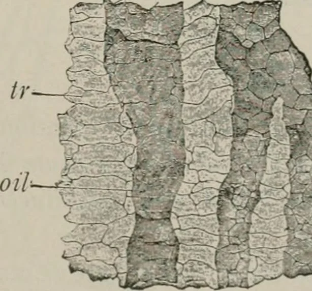An illustration from The microscopy of vegetable foods, with special reference to the detection of adulteration and the diagnosis of mixtures, 1916, leaf 580