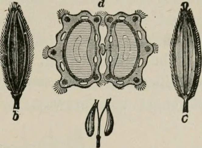An illustration from The microscopy of vegetable foods, with special reference to the detection of adulteration and the diagnosis of mixtures, 1916, leaf 582