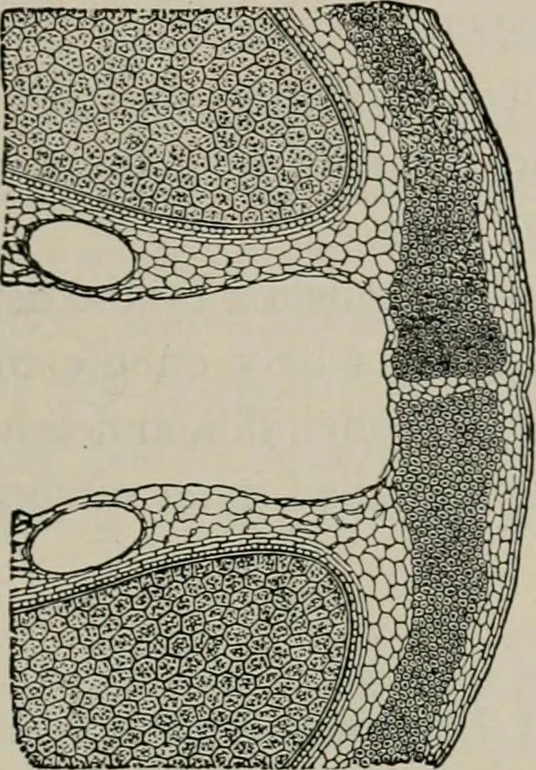 An illustration from The microscopy of vegetable foods, with special reference to the detection of adulteration and the diagnosis of mixtures, 1916, leaf 584