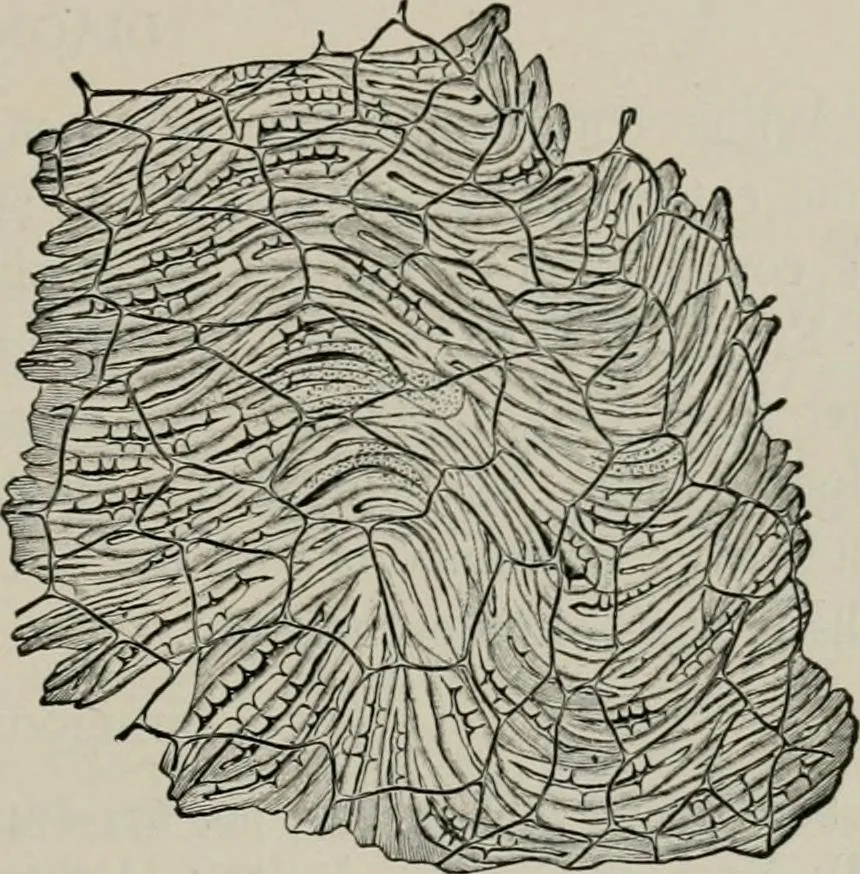 An illustration from The microscopy of vegetable foods, with special reference to the detection of adulteration and the diagnosis of mixtures, 1916, leaf 584