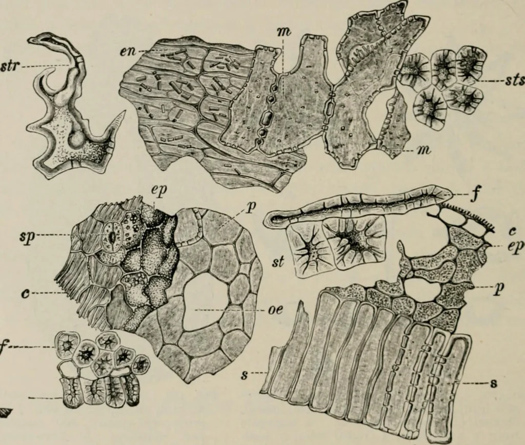 An illustration from The microscopy of vegetable foods, with special reference to the detection of adulteration and the diagnosis of mixtures, 1916, leaf 589
