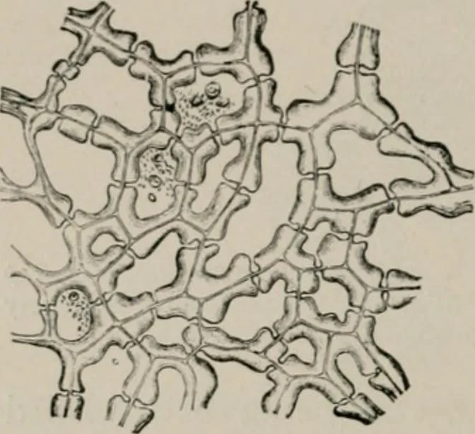 An illustration from The microscopy of vegetable foods, with special reference to the detection of adulteration and the diagnosis of mixtures, 1916, leaf 59